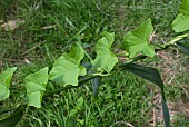 CONVOLVULUS SEPIUM, GREATER BINDWEED, LEAVES