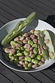 FRESHLY PICKED AND PODDED BROAD BEANS, KARMAZYN AND MASTERPIECE