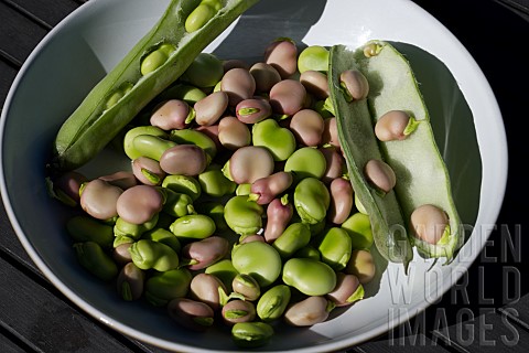 FRESHLY_PICKED_AND_PODDED_ORGANIC_BROAD_BEANS_KARMAZYN_AND_MASTERPIECE
