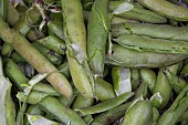 EMPTY BROAD BEAN PODS