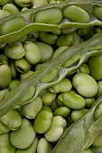 FRESHLY PICKED ORGANIC BROAD BEANS, MASTERPIECE