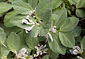 FLOWERING BROAD BEAN, MASTERPIECE