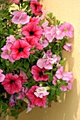 PETUNIAS IN HANGING BASKET