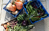 FRESHLY HARVESTED ORGANIC FRUIT AND VEGETABLES