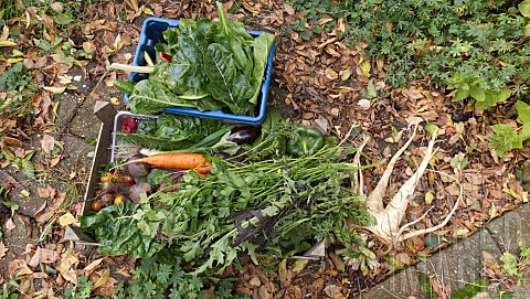 FRESHLY_HARVESTED_IN_THE_AUTUMN_ORGANIC_FRUIT_AND_VEGETABLES