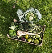 FRESHLY HARVESTED ORGANIC FRUIT AND VEGETABLES