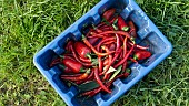 FRESHLY HARVESTED ORGANIC PEPPERS, SWEET LONG RED MARCONI AND CHILLI RING OF FIRE