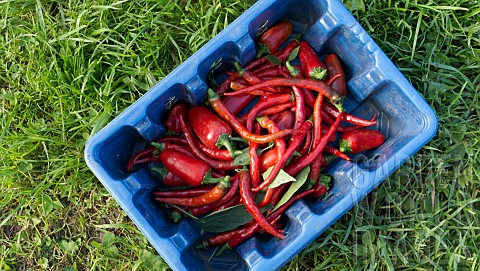 FRESHLY_HARVESTED_ORGANIC_PEPPERS_SWEET_LONG_RED_MARCONI_AND_CHILLI_RING_OF_FIRE
