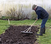 MAN RAKING MANURE, PREPARING A BED IN THE AUTUMN, READY FOR NEXT YEAR, USING AN ALUMINIUM LANDSCAPE RAKE