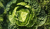 BRASSICA OLERACEA, SAVOY KING, CABBAGE