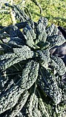 BRASSICA OLERACEA, CAVALO NERO, NERO DI TOSCANA, RAINDROPS ON THE LEAVES, IN SUNSHINE