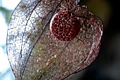 PHYSALIS ALKEKENGI, BLADDER CHERRY,  WINTER CHERRY ENCASED IN CALYX