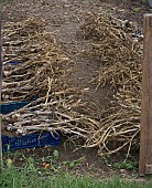 ORGANIC GARLIC DRYING IN A POLYTUNNEL