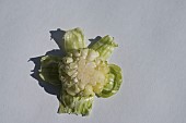 THE TOP OF A GARLIC SCAPE, HARDNECK GARLIC