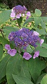 HYDRANGEA ASPERA ANTHONY BULLIVANT