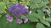 HYDRANGEA ASPERA ANTHONY BULLIVANT