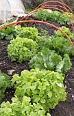 LACTUCA SATIVA, SALAD BOWL LETTUCES, PROTECTIVE HOOPED NET REMOVED FOR WEEDING AND HARVESTING