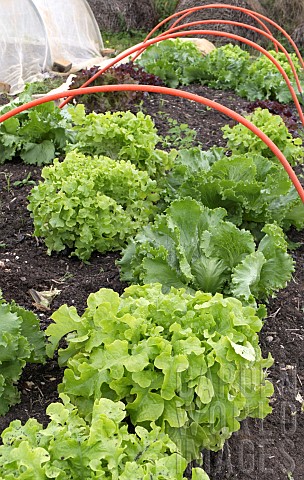 LACTUCA_SATIVA_SALAD_BOWL_LETTUCES_PROTECTIVE_HOOPED_NET_REMOVED_FOR_WEEDING_AND_HARVESTING