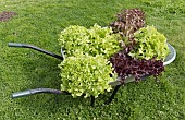 LACTUCA SATIVA, SALAD BOWL AND LOLLO ROSSO LETTUCES, FRESHLY HARVESTED, IN A WHEELBARROW