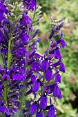 LOBELIA X SPECIOSA STARSHIP BLUE