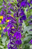 LOBELIA X SPECIOSA STARSHIP BLUE