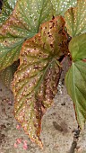 MAGNESIUM DEFICIENCY, BEGONIA REX LEAF