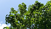 PAULOWNIA TOMENTOSA, FOXGLOVE TREE