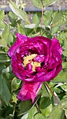 PAEONIA X SUFFRUTICOSA BAI YUAN HONG XIA, TREE PEONY