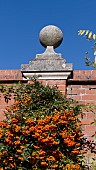 PYRACANTHA, FIRETHORN,  GROWING AGAINST A RED BRICK WALL
