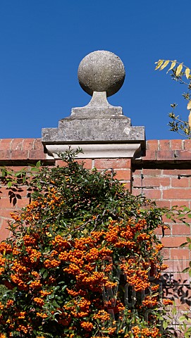 PYRACANTHA_FIRETHORN__GROWING_AGAINST_A_RED_BRICK_WALL