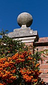 PYRACANTHA, FIRETHORN,  GROWING AGAINST A RED BRICK WALL