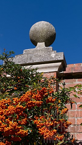 PYRACANTHA_FIRETHORN__GROWING_AGAINST_A_RED_BRICK_WALL