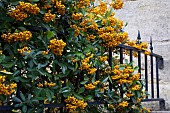 PYRACANTHA, FIRETHORN,  GROWING OVER RAILINGS