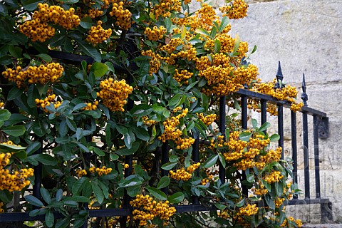 PYRACANTHA_FIRETHORN__GROWING_OVER_RAILINGS