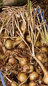 ALLIUM CEPA, WHITE ONIONS RUMBA, FRESHLY HARVESTED