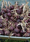 FRESHLY HARVESTED ORGANIC KARMEN RED ONIONS IN A WHEELBARROW