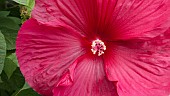 HIBISCUS ROSA-SINESIS