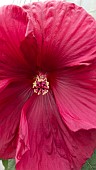 HIBISCUS ROSA-SINESIS