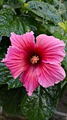 HIBISCUS ANTIE DI