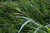 PHRAGMITES AUSTRALIS, COMMON REED