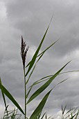 PHRAGMITES AUSTRALIS, COMMON REED