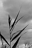 PHRAGMITES AUSTRALIS, COMMON REED, BLACK AND WHITE IMAGE