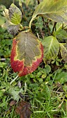 POTASSIUM DEFIENCY ON A HYDRANGEA LEAF