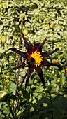 CARTWHEEL DAHLIA HONKA, BEE FEEDING