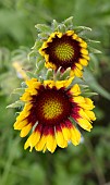 HELIANTHUS HARLEQUIN F1, SUNFLOWER