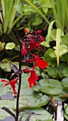 LOBELIA CARDINALIS QUEEN VICTORIA