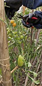 WOMAN HARVESTING TOMATOES