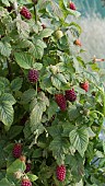 RUBUS FRUITICOSUS X IDAEUS TAYBERRY