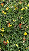 LOTUS CORNICULATUS, BIRDS-FOOT TREFOIL