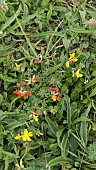 LOTUS CORNICULATUS, BIRDS-FOOT TREFOIL